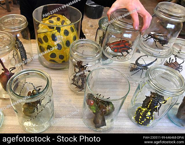 PRODUCTION - 05 May 2023, Saxony, Leipzig: Steel artist Dana Meyer arranges in her studio alarm glasses with metal sculptures from the series ""South Pacific...