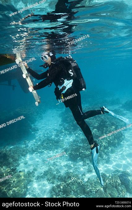 Scuba Diving at French Polynesia, Fakarava, Tuamotu Archipel, French Polynesia