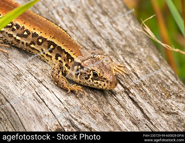 25 July 2023, Brandenburg, Doeberitzer Heide: 25.07.2023, Doeberitzer Heide. A female fence lizard (Lacerta agilis), in the process of moulting