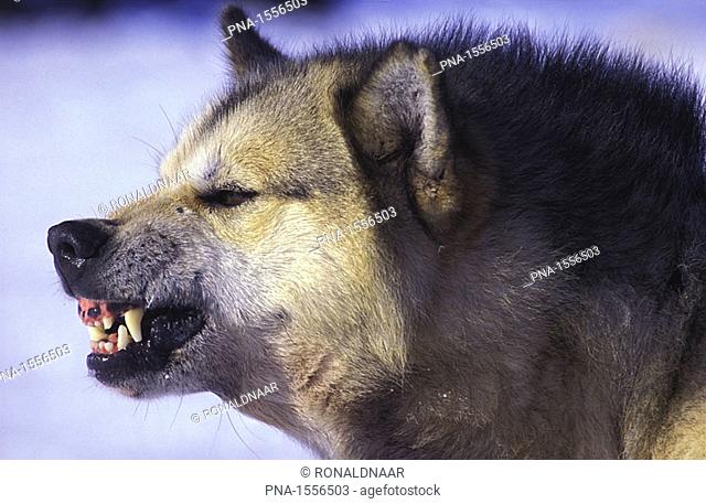 Agressive Greenland polar dog, a descendant of the polar wolf mixed with other dog races