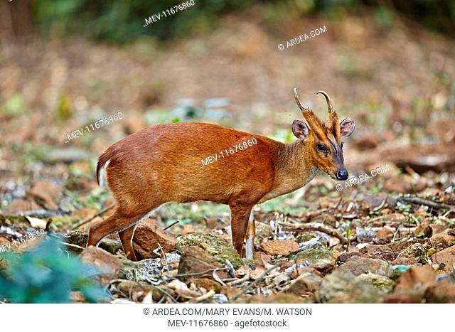Indian Muntjac / Red Muntjac / Common Muntjac / Barking Deer adult male