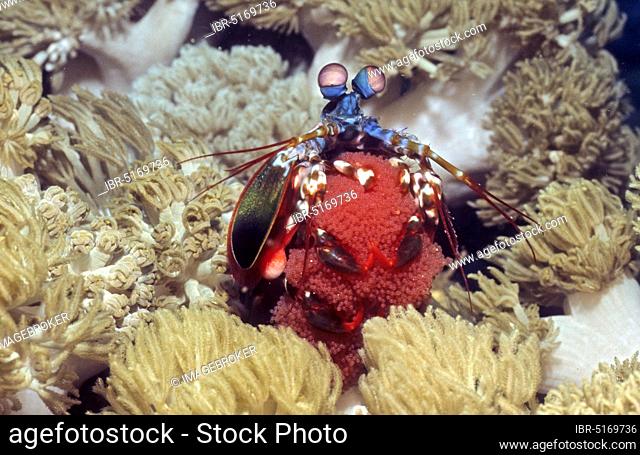 Peacock mantis shrimp (Odontodactylus scyllarus), mantis shrimp, clutch, Indo-Pacific, grasshopper mantis shrimp