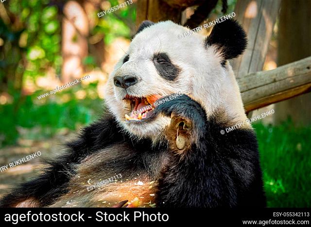 Chinese tourist symbol and attraction - giant panda bear eating bamboo. Chengdu, Sichuan, China