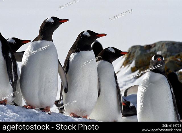Gentoo penguin group standing in the snow in stones