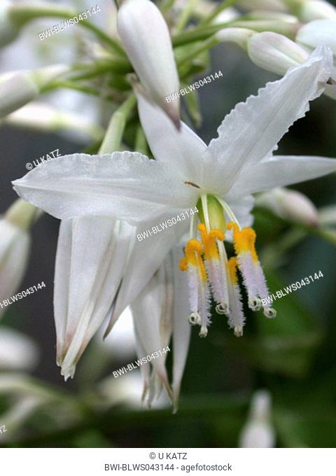 New Sealand Lily Arthropodium cirrhatum, flower