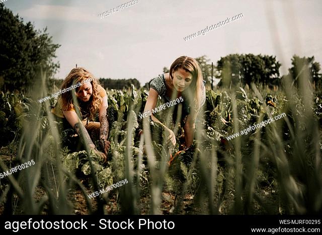 Female farm workers working while harvesting crop at farm