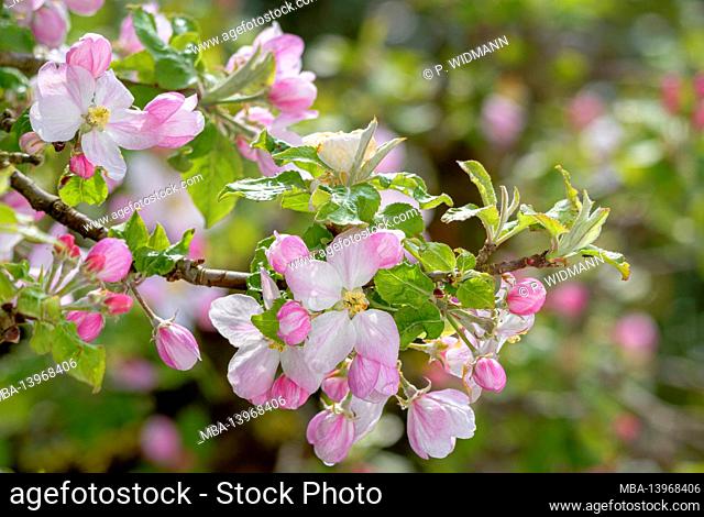 Apple blossom, blooming apple tree (Malus domestica), Bavaria, Germany, Europe