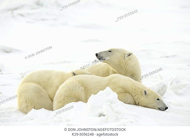 Polar Bear (Ursus maritimus) Mother and yearling cubs resting along the Hudson Bay coast, Wapusk NP, Cape Churchill, Manitoba, Canada