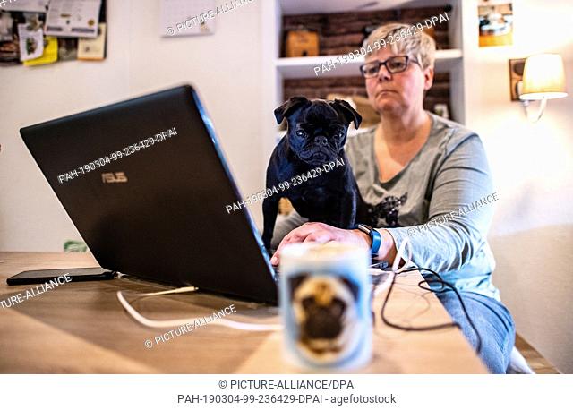 04 March 2019, North Rhine-Westphalia, Wülfrath: The pug bitch ""Edda"", now renamed ""Wilma"" sits with her new owner Michaela Jordan in front of a laptop