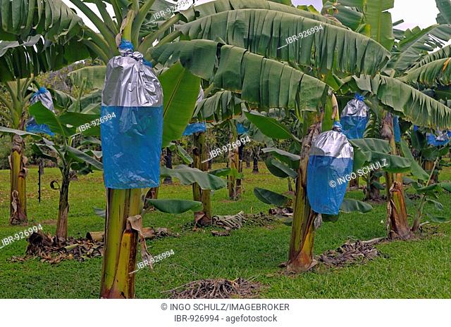Protection against feeding damage on banana plants, Daintree National Park, Queensland, Australia