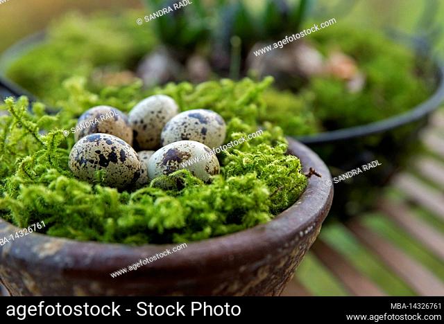 Clay pot with moss nest and quail eggs, natural decoration