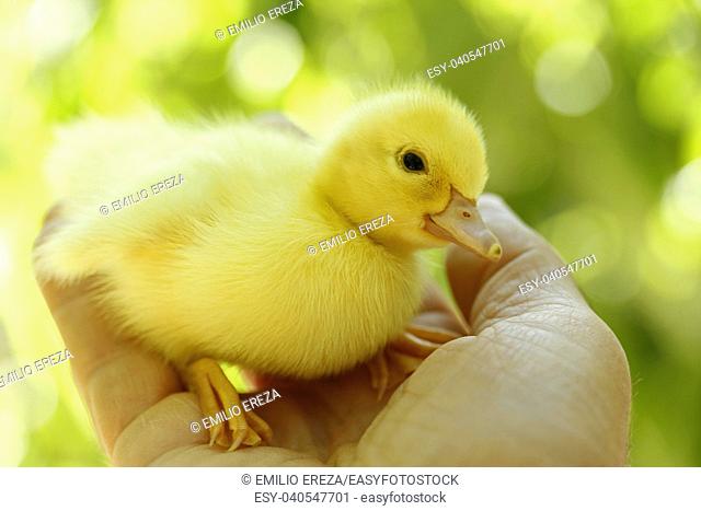 Duckling on hand