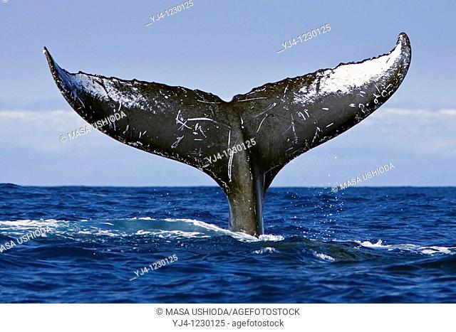 humpback whale, Megaptera novaeangliae, lobtailing or tail slapping, Hawaii, USA, Pacific Ocean