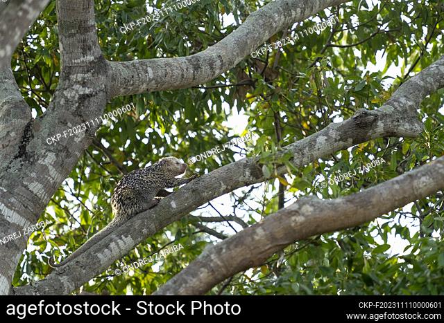 Brazilian porcupine on tree in brazilian Pantanal (CTK Photo/Ondrej Zaruba)