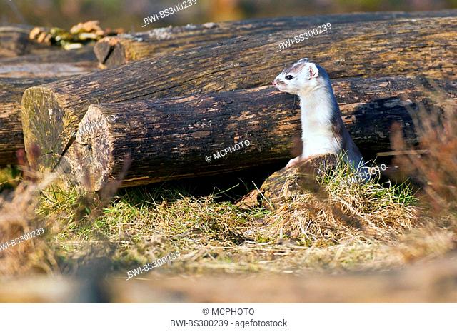 ermine, stoat (Mustela erminea), looking out of woodpile, Germany, Lower Saxony