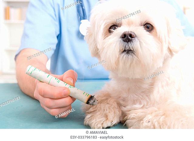 Vet doing moxa treatment on little dog
