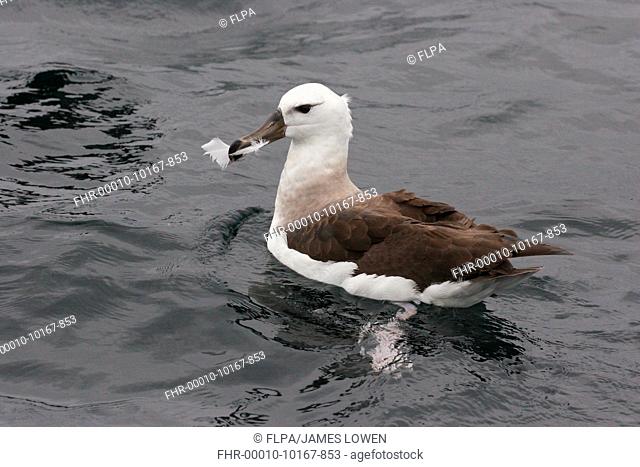 Black-browed Albatross Thalassarche melanophrys immature, first winter plumage, carrying feather in beak at sea, off Quintero, Chile, november