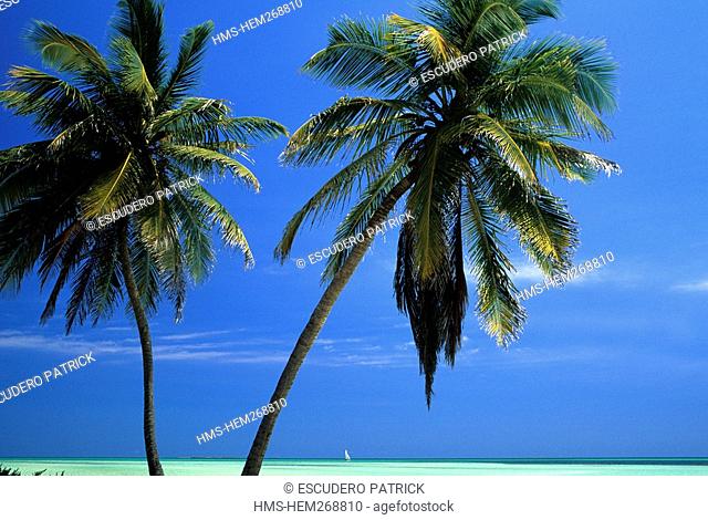 Cuba, Ciego de Avila Province, Cayo Guillermo, coconuts and sea