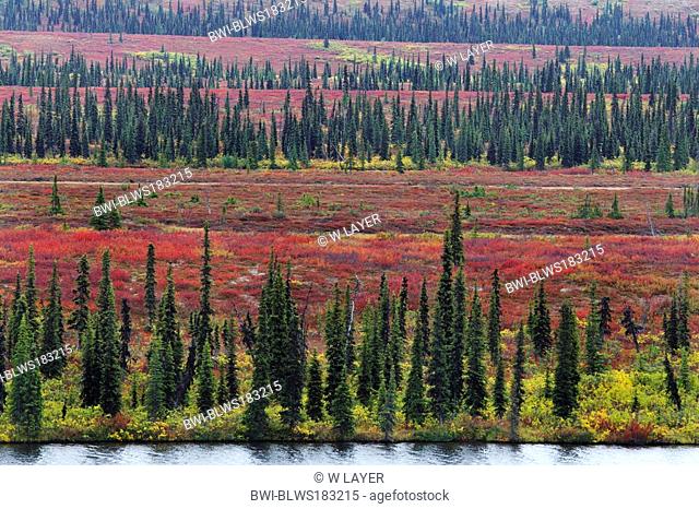 landscape of Alaska in autummn, USA, Alaska