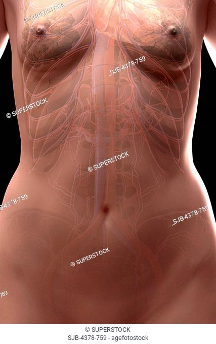The cardiovascular system female of the upper thorax viewed from the front