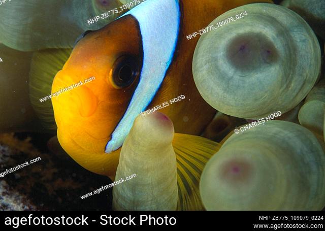 Clownfish  Date: 25/09/2003  Ref: ZB775-109079-0224  COMPULSORY CREDIT: Oceans Image/Photoshot
