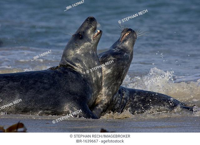 Grey seals (Helichoerus grypus), fighting on the beach of the island of Heligoland, Helgoland, Schleswig-Holstein, Germany, Europe
