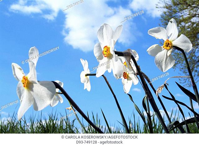 Daffodils (Narcissus poeticus)