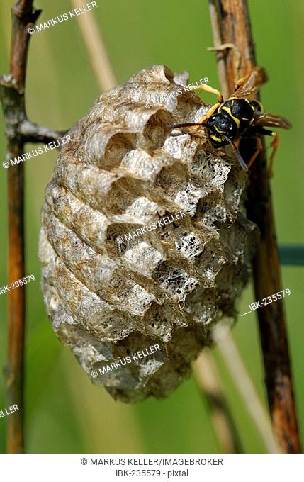 Wasp (Polistes bischoffi) watching its nest