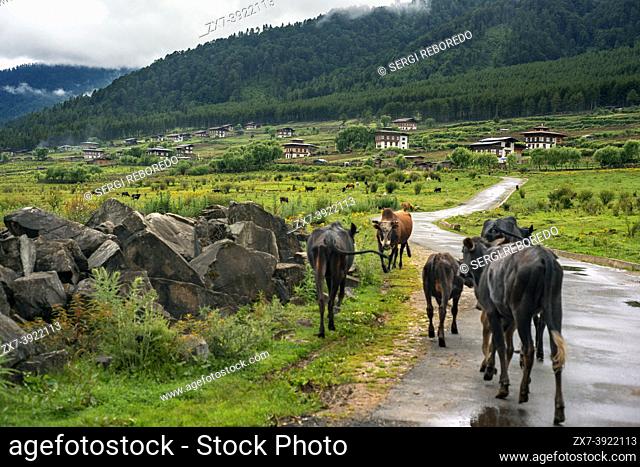 Cows and farmers near Gangtey Village, Phobjikha Valley, Western Bhutan, Asia