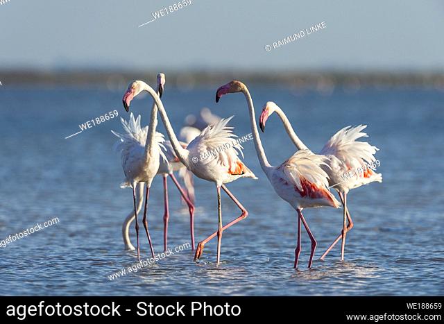 European Flamingo, Great Flamingo, Phoenicopterus roseus, Saintes-Maries-de-la-Mer, Parc naturel régional de Camargue, Languedoc Roussillon, France
