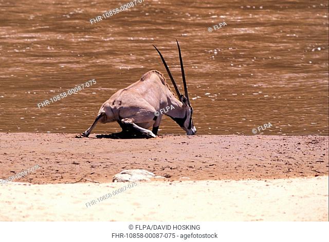 Beisa Oryx Oryx gazella beisa Drinking - Samburu, Kenya