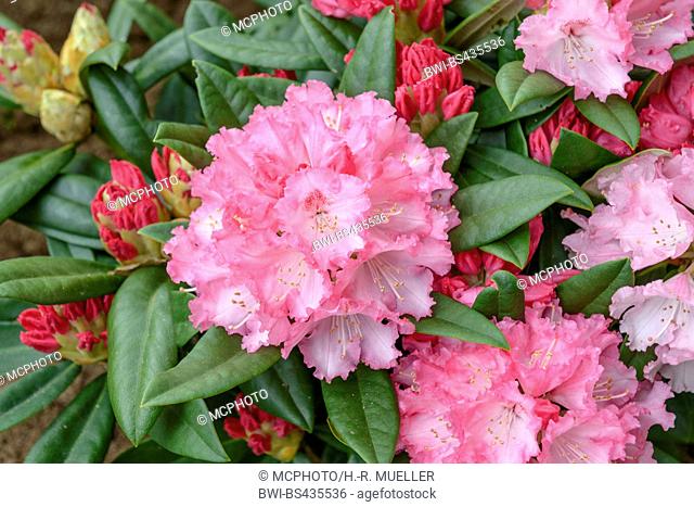 Yakushimanum Rhododendron (Rhododendron yakushimanum 'Arabella', Rhododendron yakushimanum Arabella), cultivar Arabella