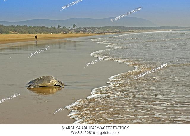 Done with egg laying the endangered Oive Ridley turtle is returning back to the sea in Odisha, India