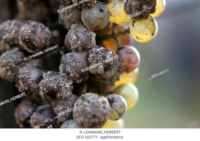 Grapes rotting nobly in Vignalta Vineyard, Veneto, Italy