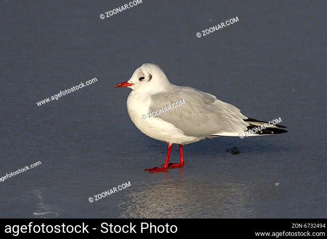 Black-headed Gull which sits on a frozen lake winter day