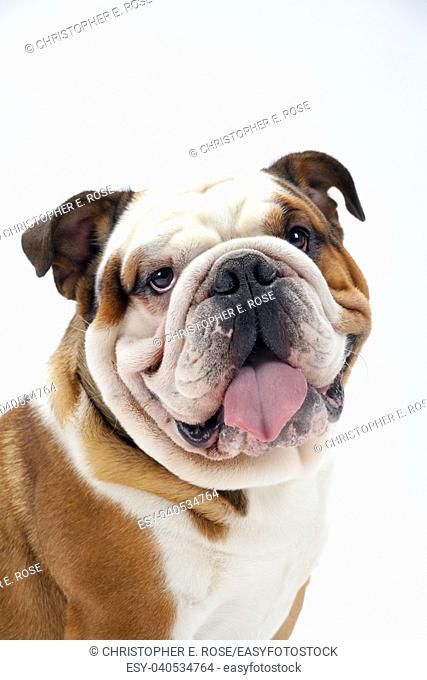 A young traditional British Bulldog sitting on a white seamless background looks round mischievously at the camera