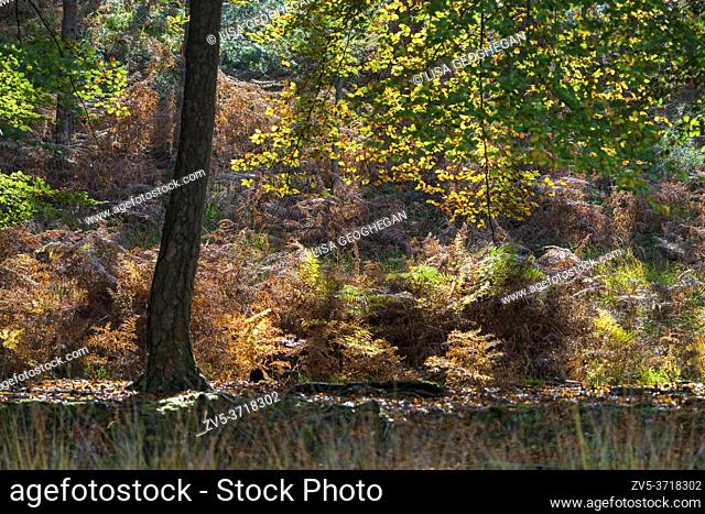 Vibrant autumn colours on Ashdown Forest during autumn. East Sussex England Uk