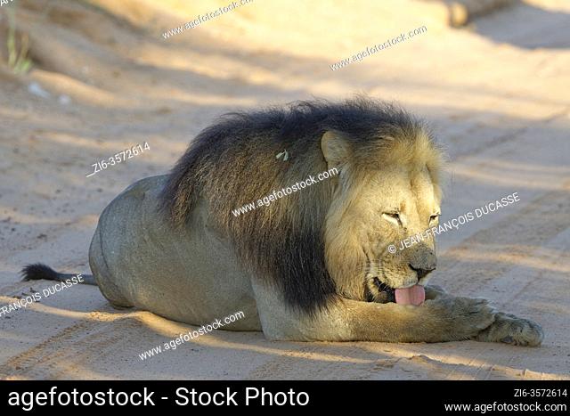 Black-maned lion (Panthera leo melanochaita), old male in the shade, lying on a dirt road, licking his paw, Kgalagadi Transfrontier Park, Northern Cape