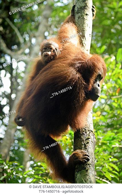 juvenile and mother orangutan Pongo pygmaeus/Pongo abelii in Sarawak, Borneo, Malaysia
