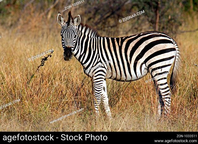 Junges Zebras im Morgenlicht im Mahango Nationalpark, Namibia
