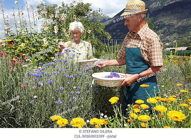 Older people picking flowers in field