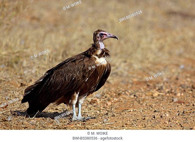 hooded vulture (Necrosyrtes monachus), standing on the ground, South Africa, Krueger National Park