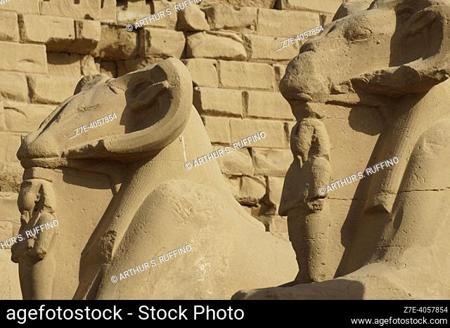 Detail of ram statues. Avenue of the Rams. Temple of Karnak. El-Karnak, Luxor Governorate, Egypt, Africa, Middle East