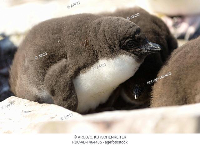 Sealion Island, Falkland Islands, United Kingdom, Southern rockhopper penguin, chick, Eudyptes chrysocome