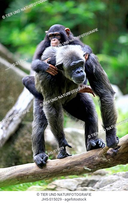 Chimpanzee, (Pan troglodytes troglodytes), young on mothers back, Africa