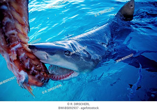 lemon shark (Negaprion brevirostris), biting single shark at the water surface, The Bahamas