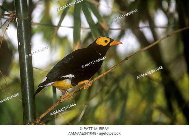 Yellow-faced Myna (Mino dumontii), native to SE Asia
