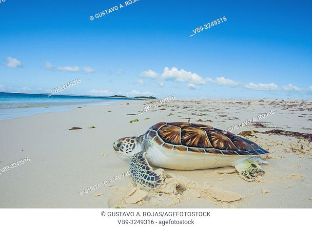 Close-up of Green sea turtle, Chelonia mydas, Turtle Farm, los roques, venezuela Caribbean