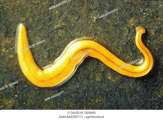Worm: Land Planarian (Bipalian macromphalus, exotic, introduced from W. Indies