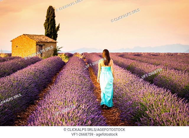 Valensole Plateau, Provence, France. Young girl at sunset in a lavender field in bloom
